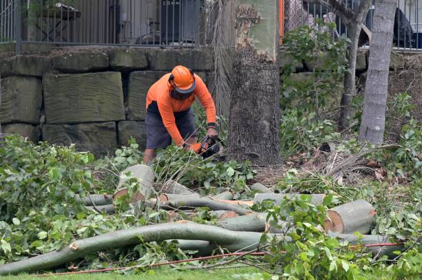 Best Tree Removal  in Azalea Park, FL